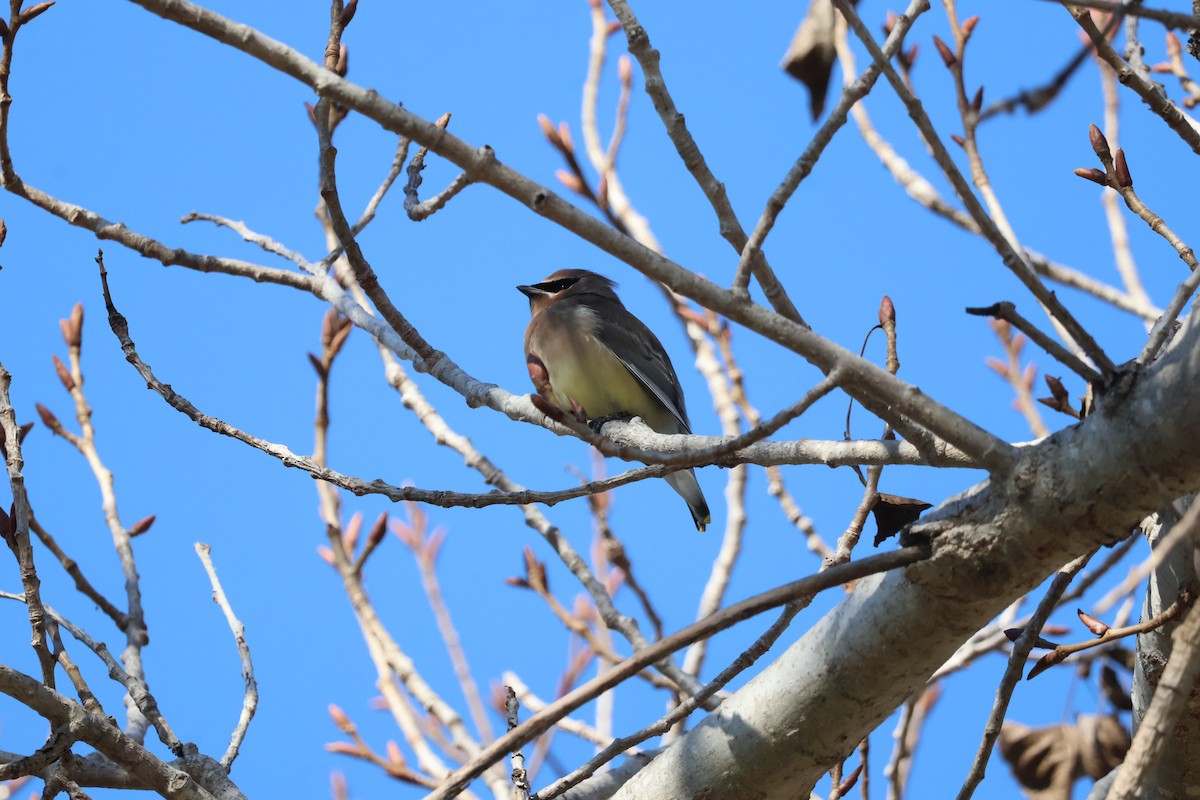 Cedar Waxwing - ML646276429