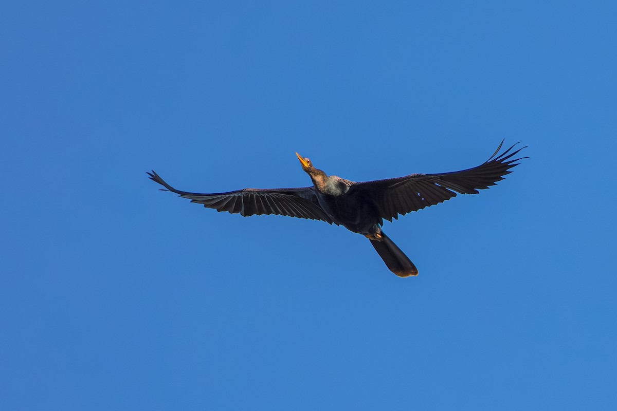 Anhinga - ML646276430