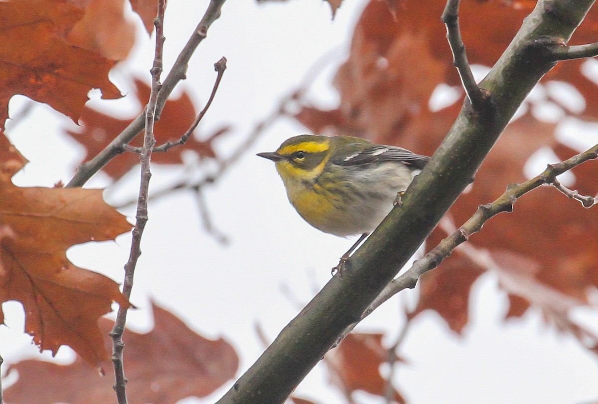 Townsend's Warbler - ML646276431