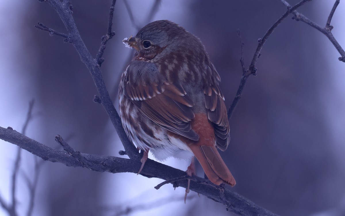 Fox Sparrow (Red) - ML646276432