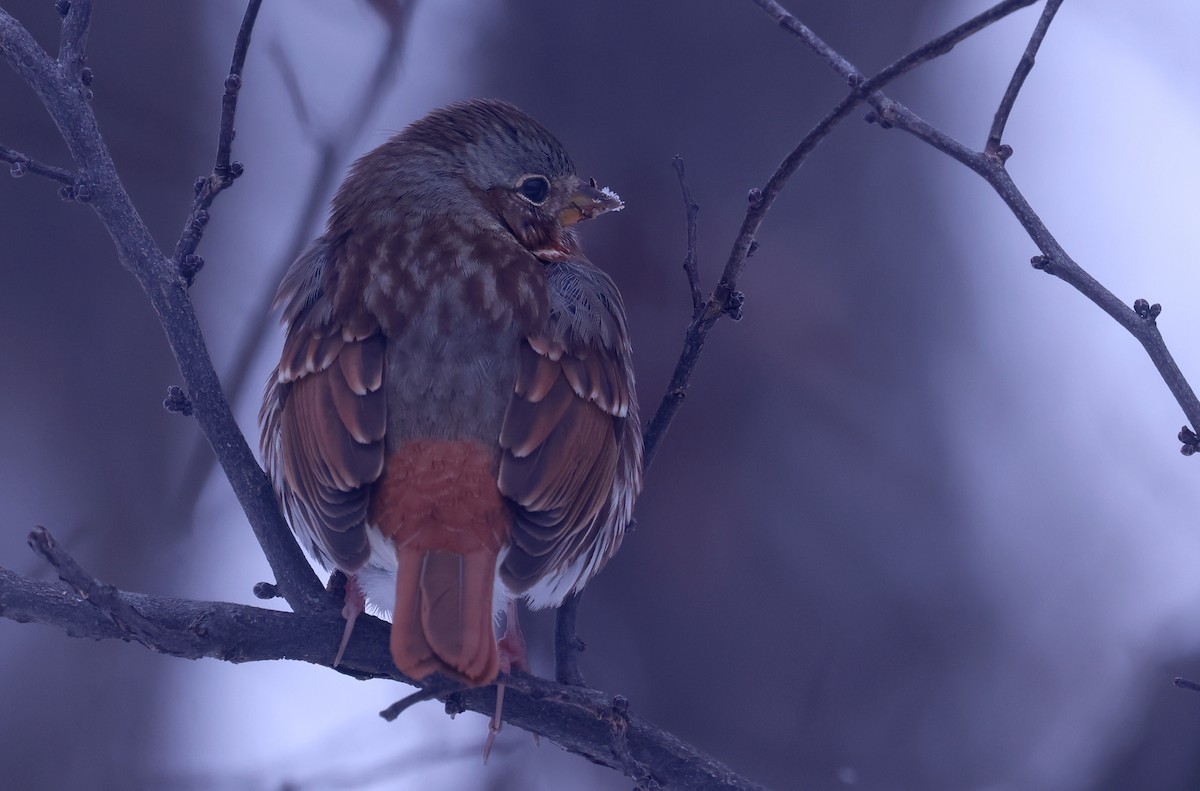 Fox Sparrow (Red) - ML646276433