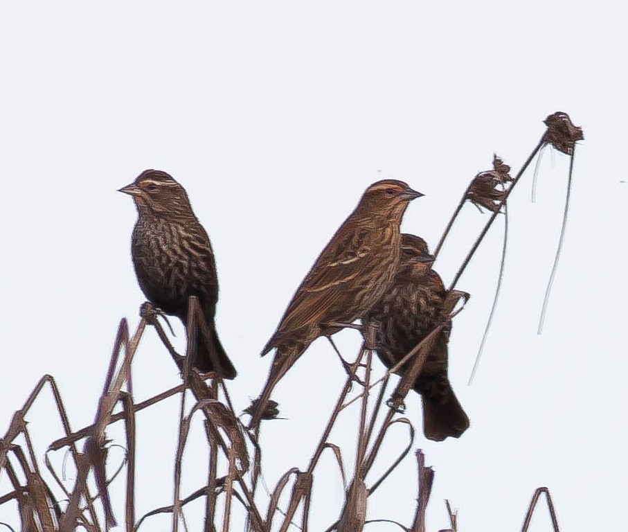 Red-winged Blackbird - ML646276435