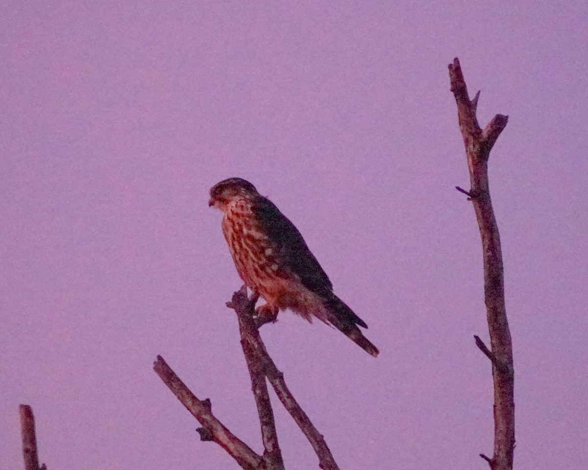 Merlin - ML646276436