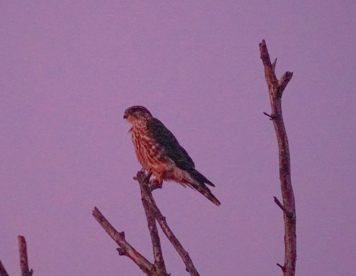 Merlin - ML646276437