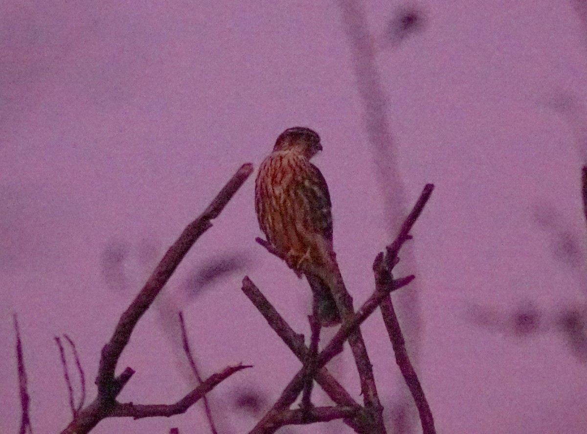 Merlin - ML646276438