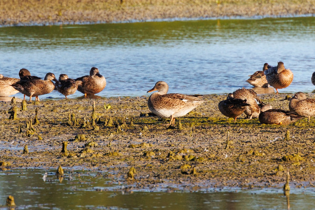 Бор нугас - ML646276440
