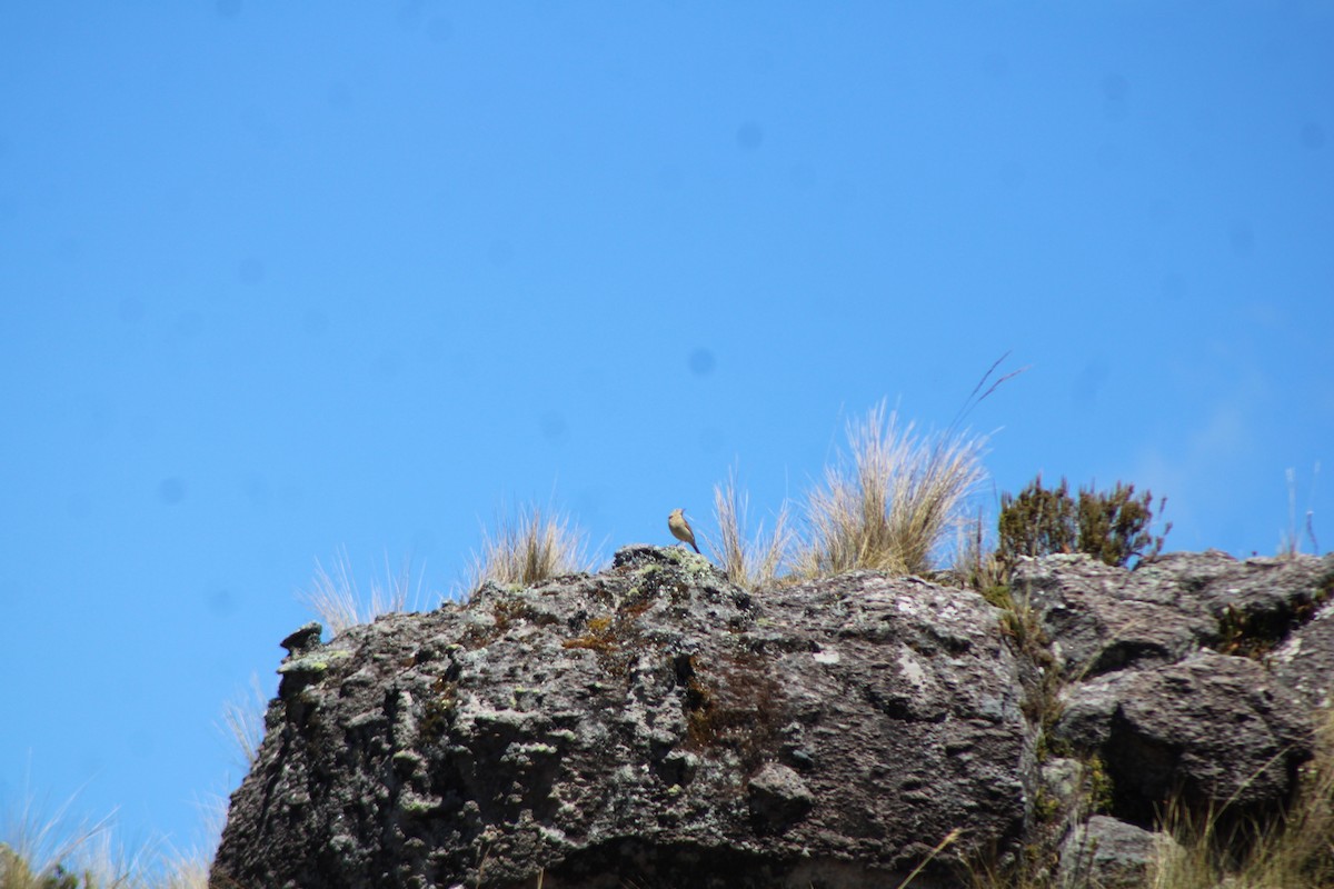 Paramo Pipit - ML646276441