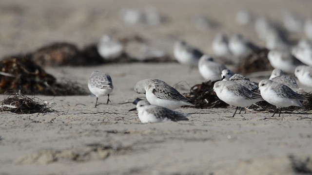 jespák písečný - ML646276442