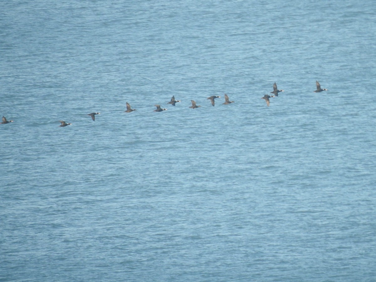 Surf Scoter - ML646276443