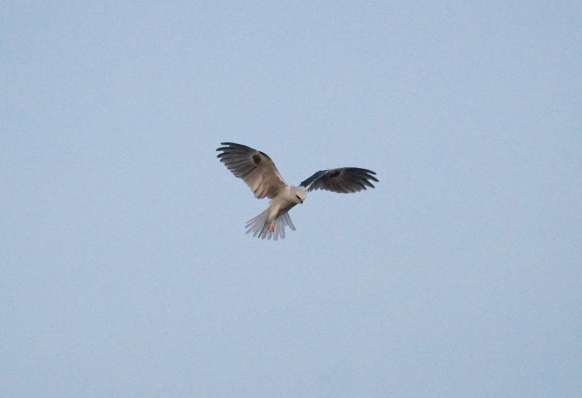 White-tailed Kite - ML646276445