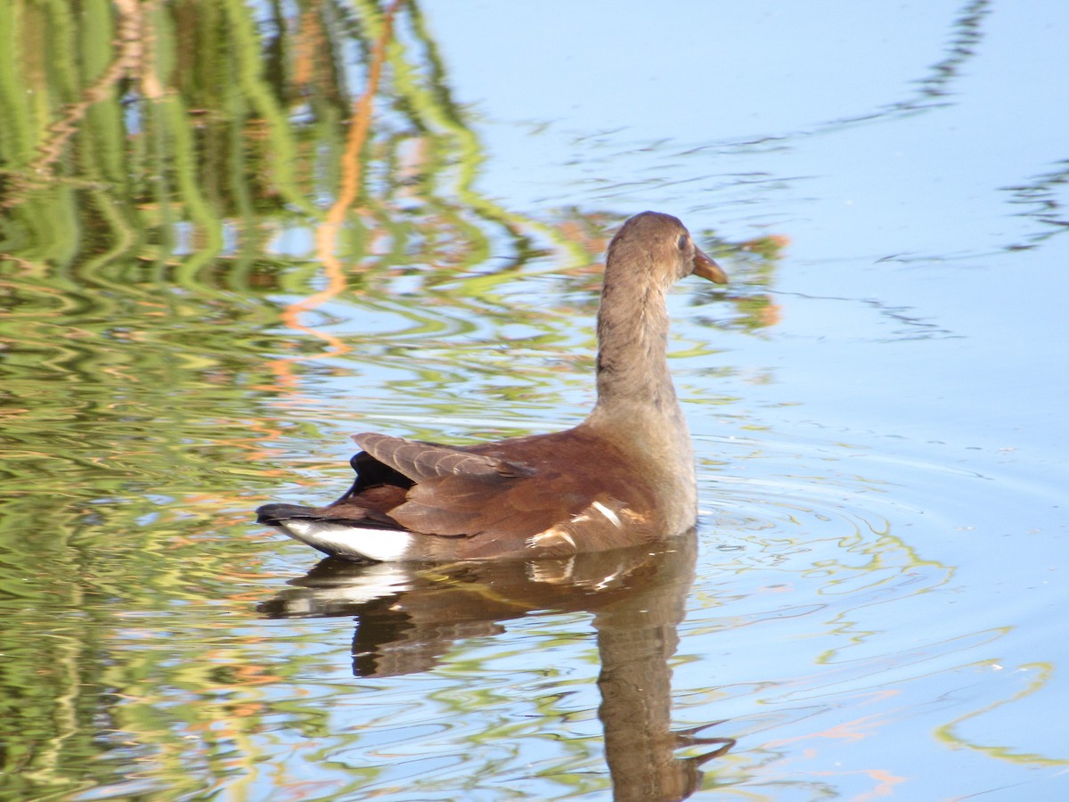 Amerika Sutavuğu - ML646276451