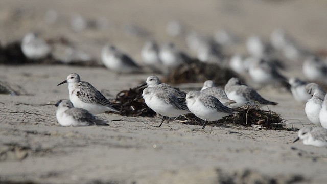 jespák písečný - ML646276453