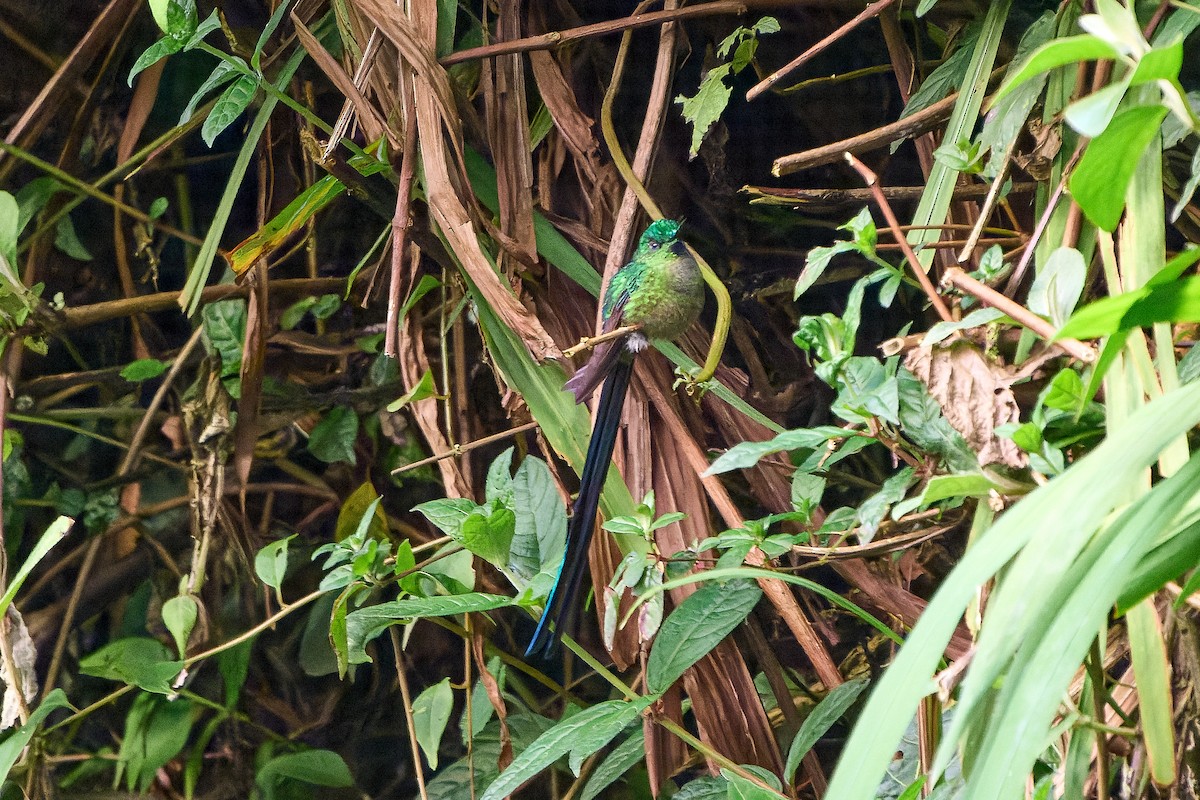 Long-tailed Sylph - ML646276455