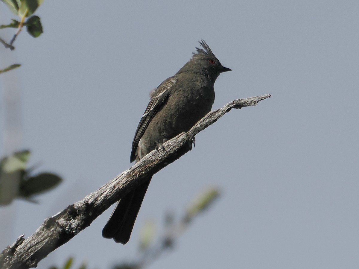 palmovník tmavý - ML646276456