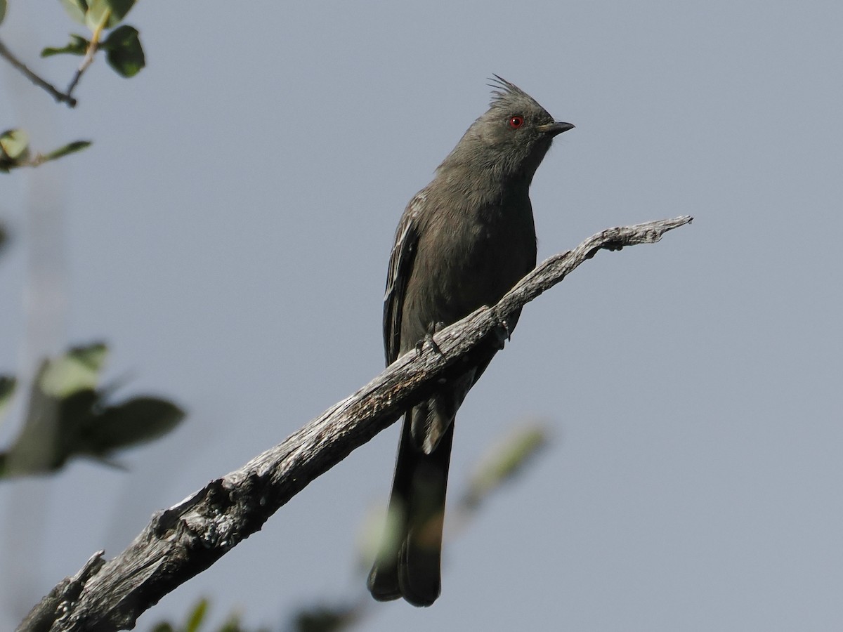 palmovník tmavý - ML646276457