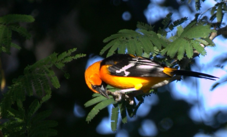 Altamira Oriole - ML646276472
