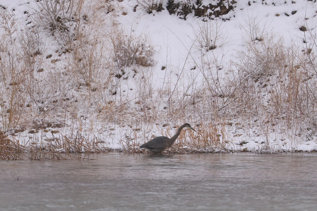 Great Blue Heron - ML646276480