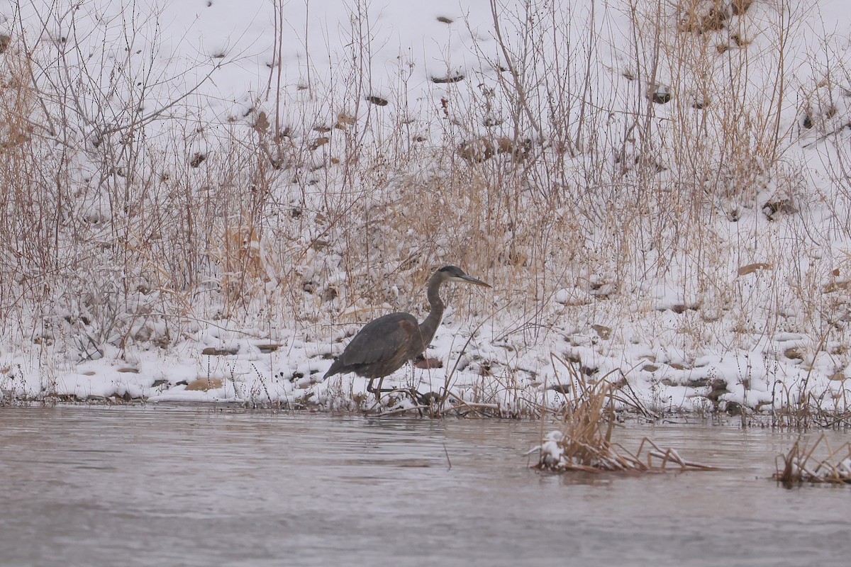 Great Blue Heron - ML646276485