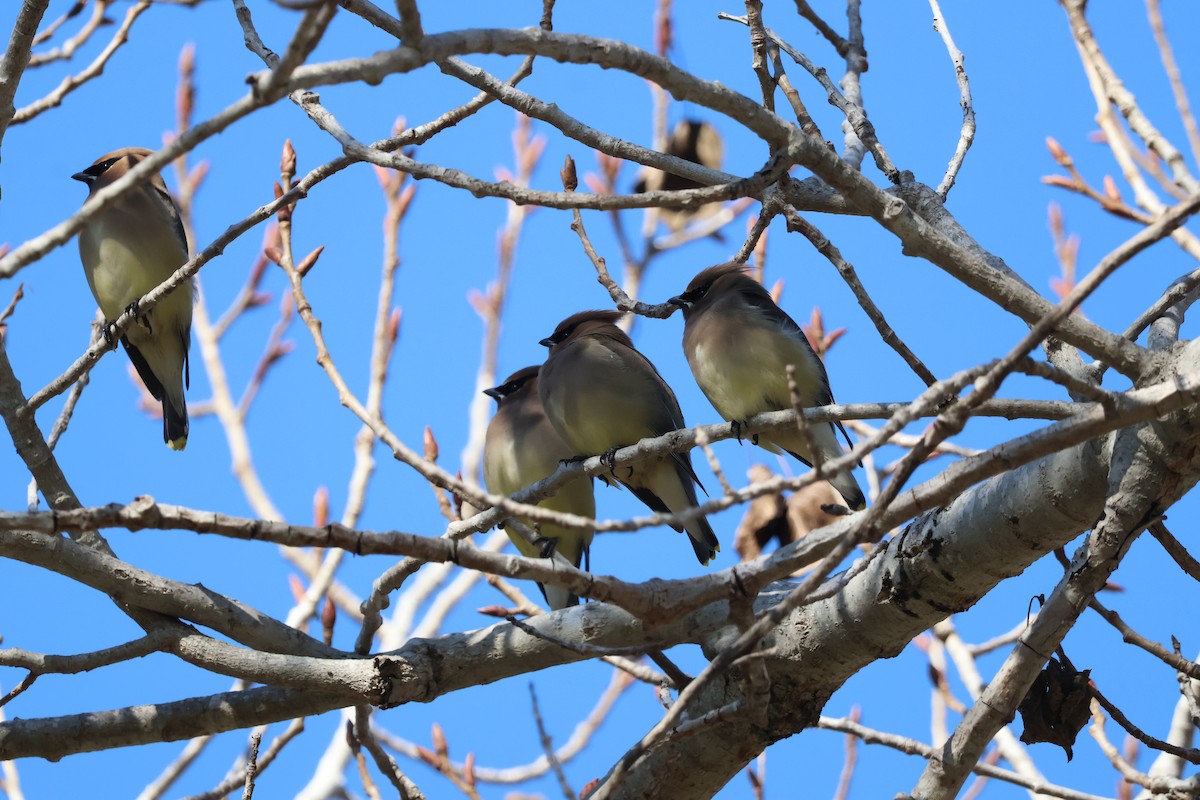 Ampelis Americano - ML646276486