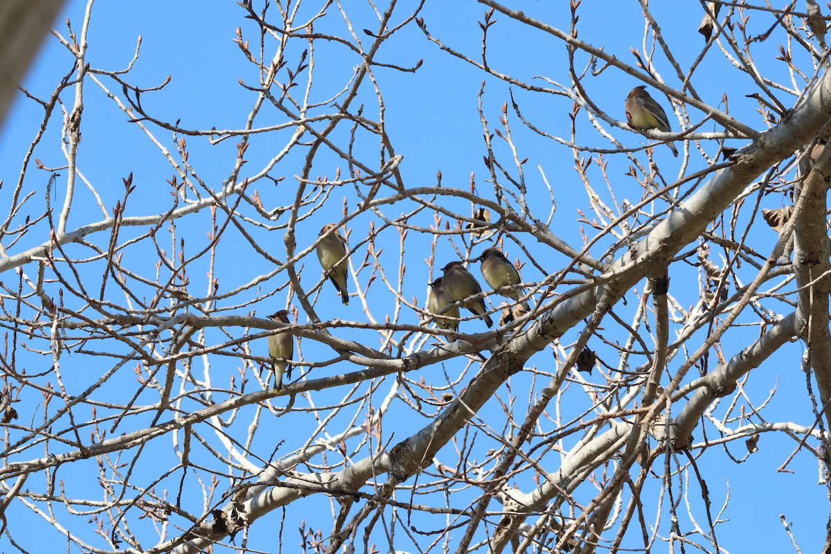 Ampelis Americano - ML646276488