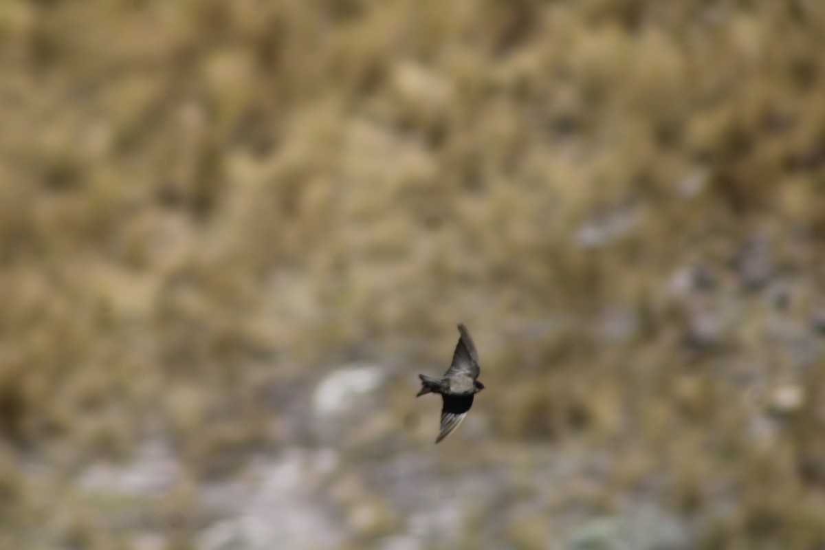 Brown-bellied Swallow - ML646276493