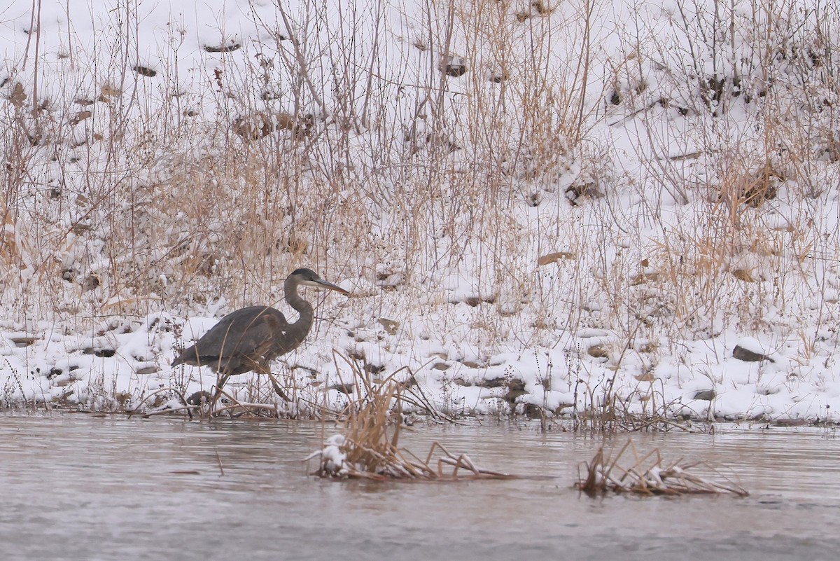 Great Blue Heron - ML646276494