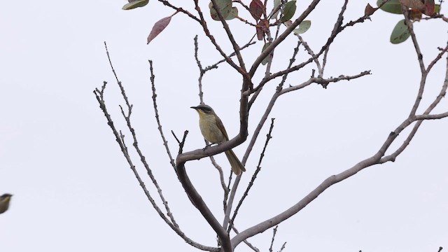 medosavka jihoaustralská - ML646276498