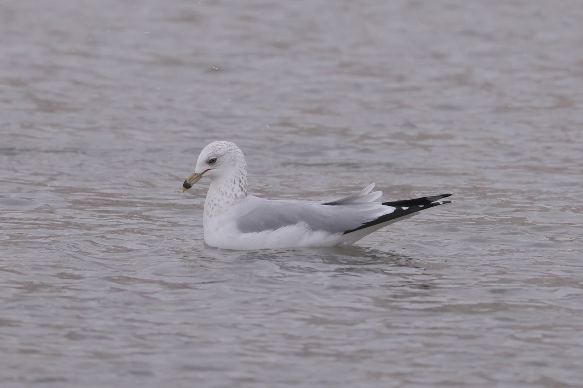 Ring-billed Gull - ML646276501