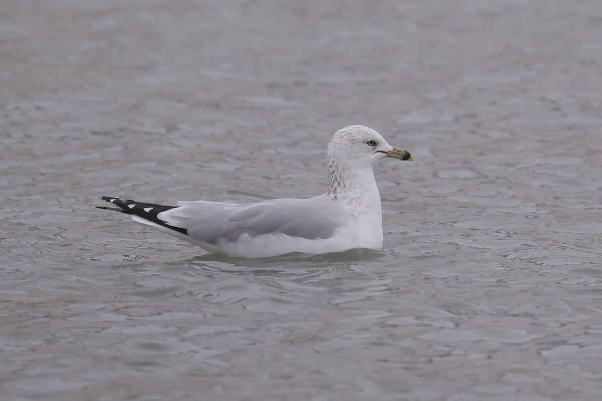Ring-billed Gull - ML646276507