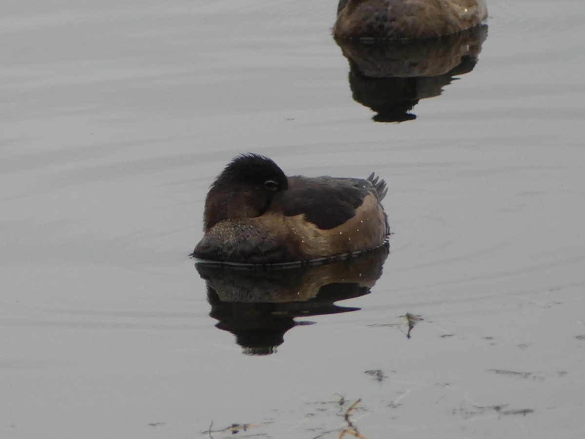 polák proužkozobý - ML646276511