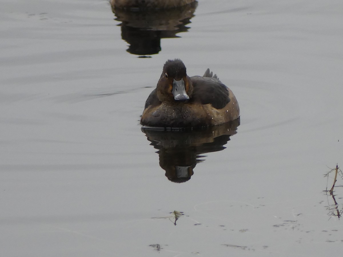 polák proužkozobý - ML646276512