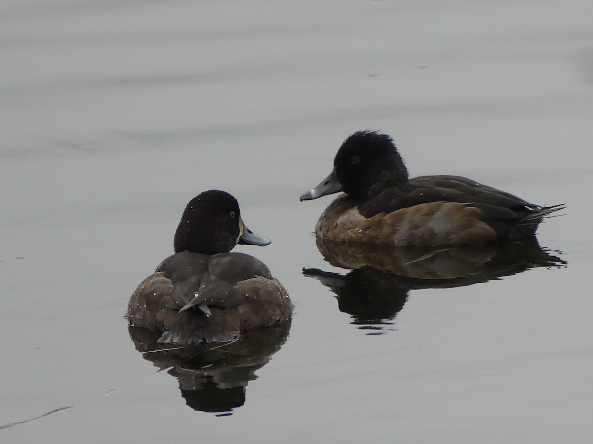 polák proužkozobý - ML646276513