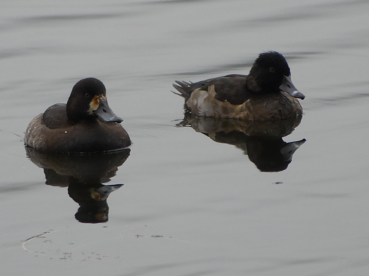 polák proužkozobý - ML646276515