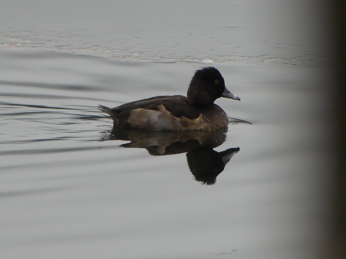 polák proužkozobý - ML646276516