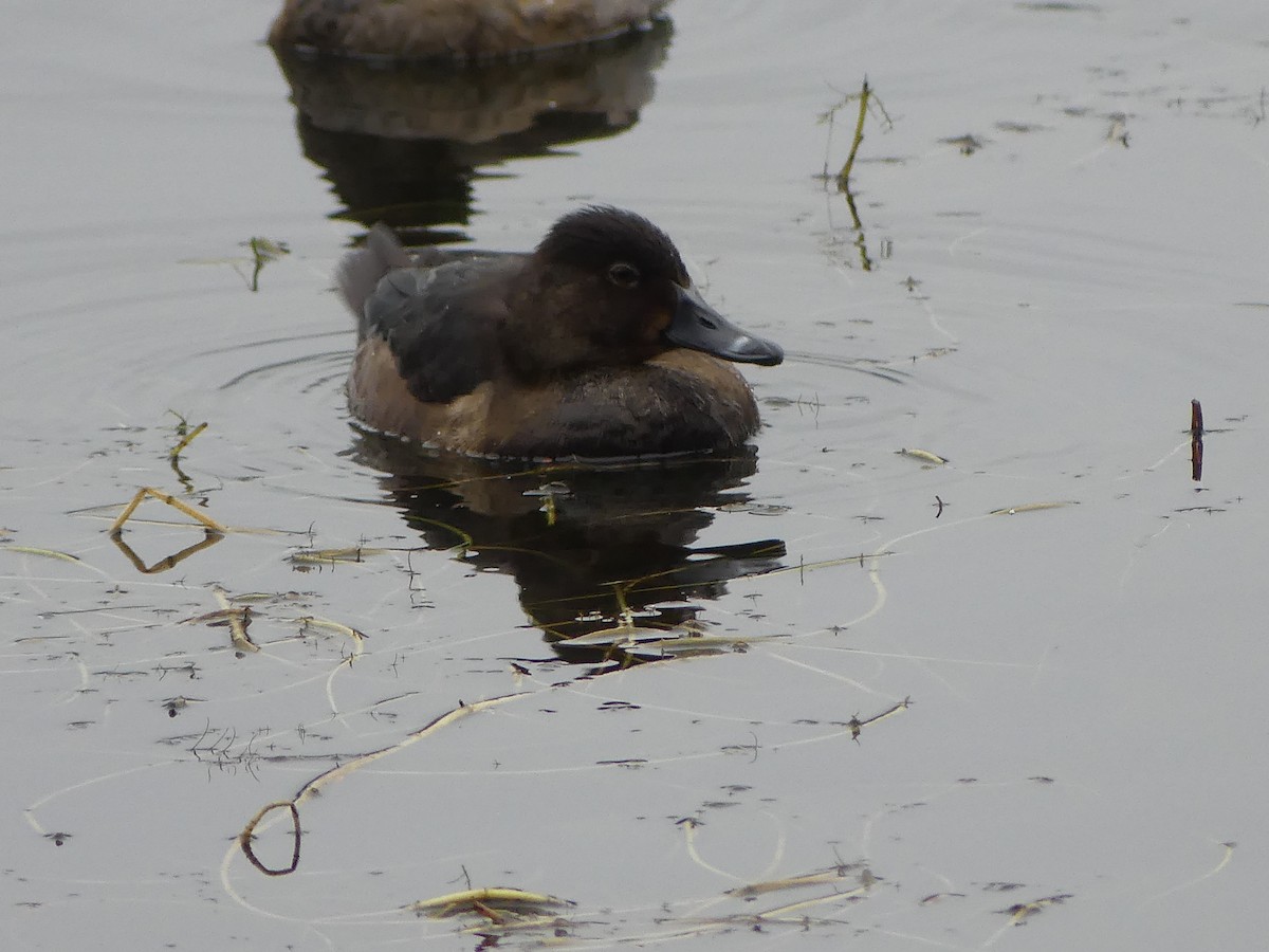 polák proužkozobý - ML646276517