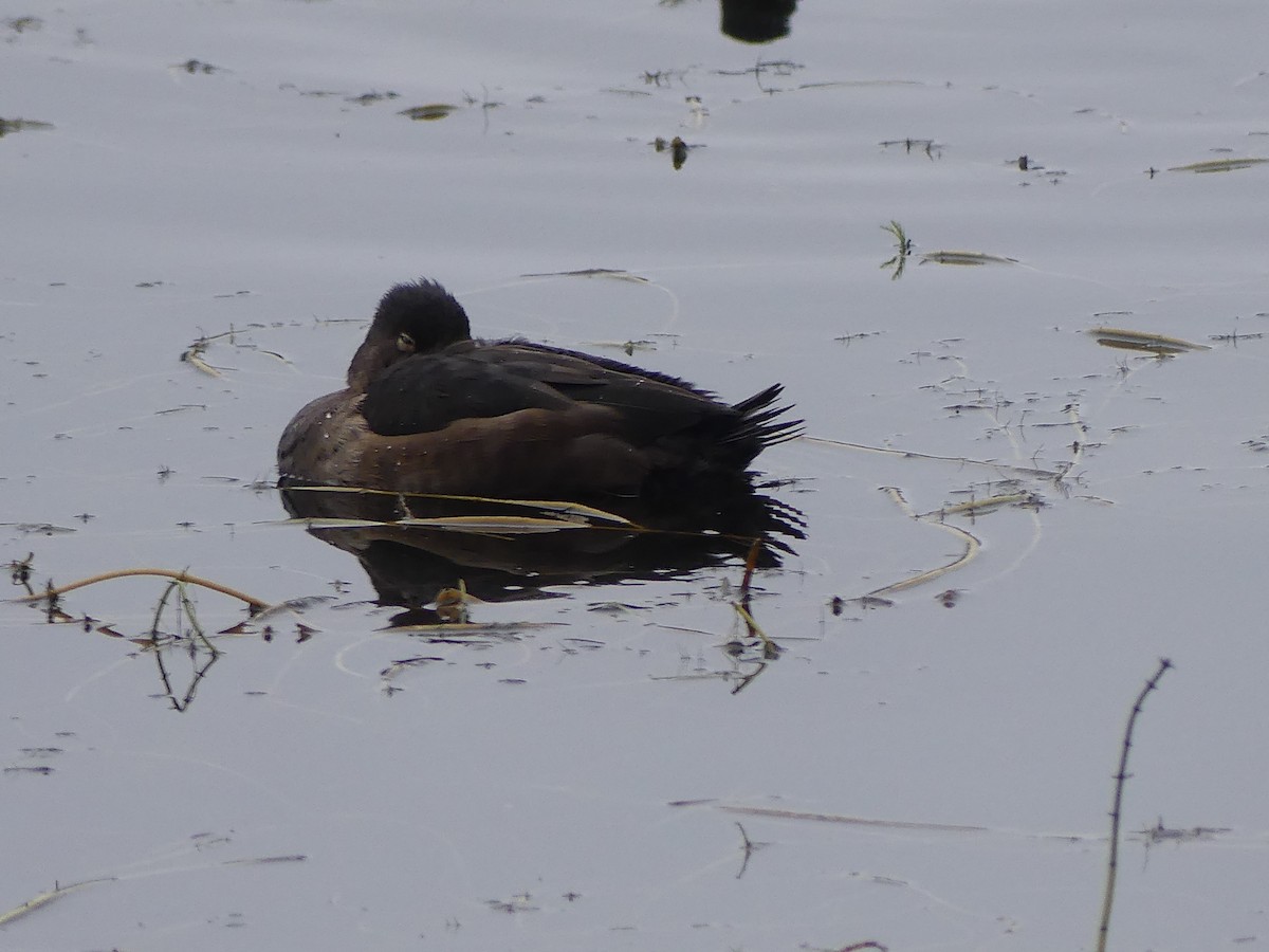 polák proužkozobý - ML646276518