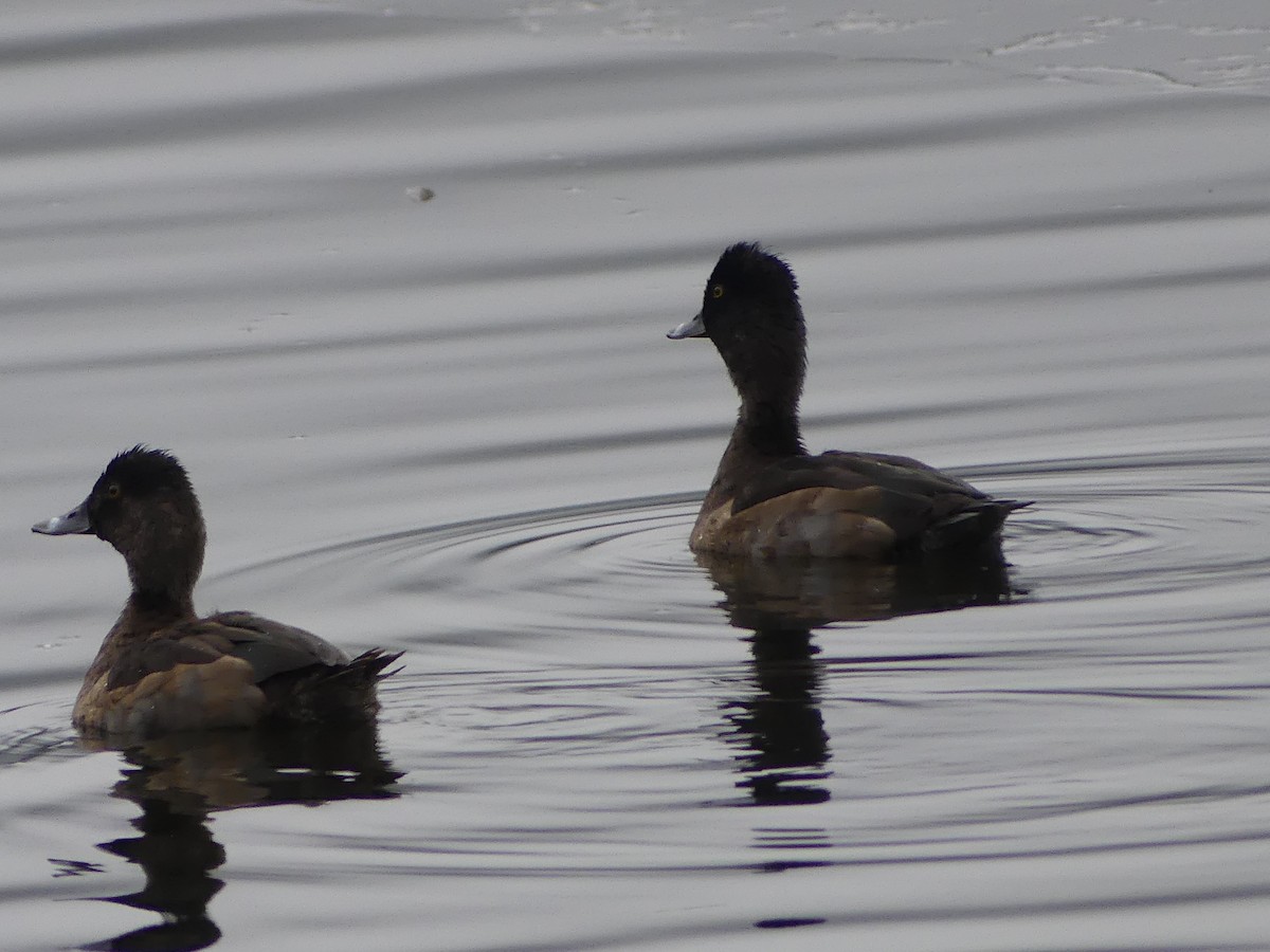 polák proužkozobý - ML646276520