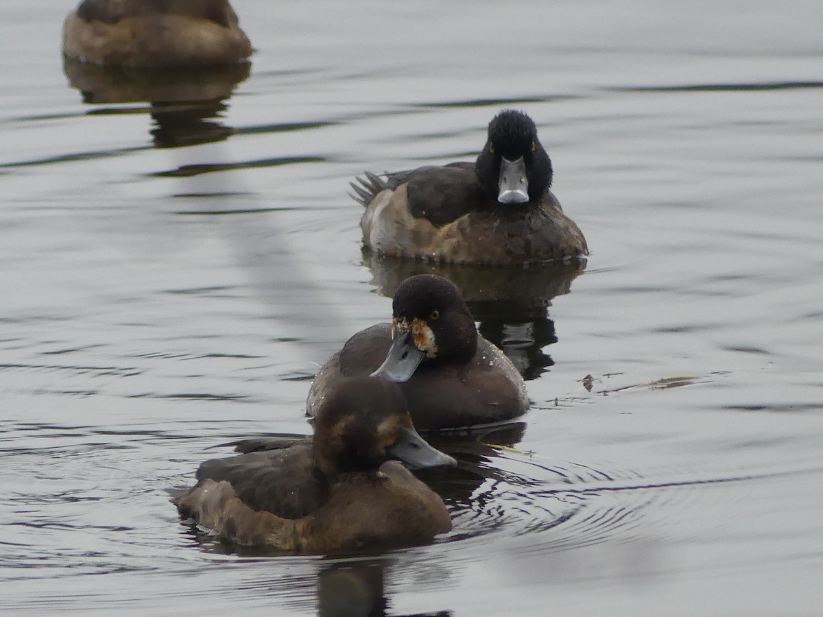 polák proužkozobý - ML646276521