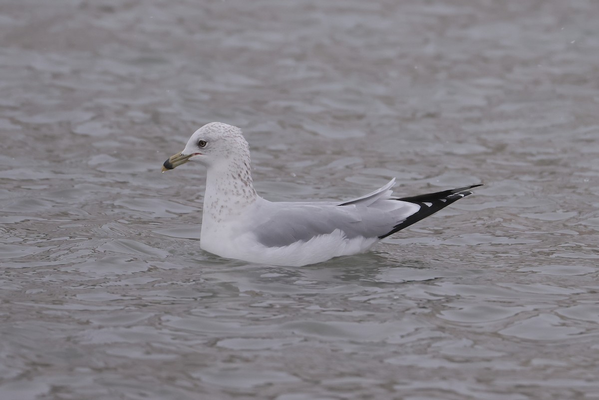 Ring-billed Gull - ML646276522