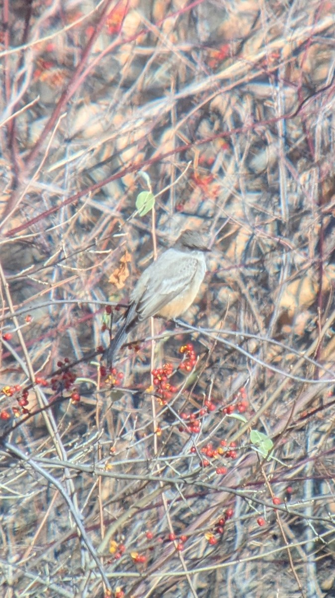 Say's Phoebe - ML646276524