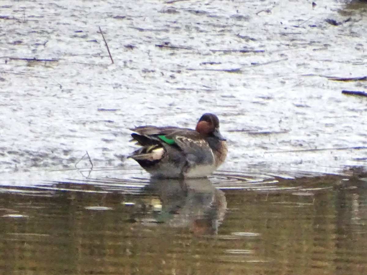Green-winged Teal - ML646276527
