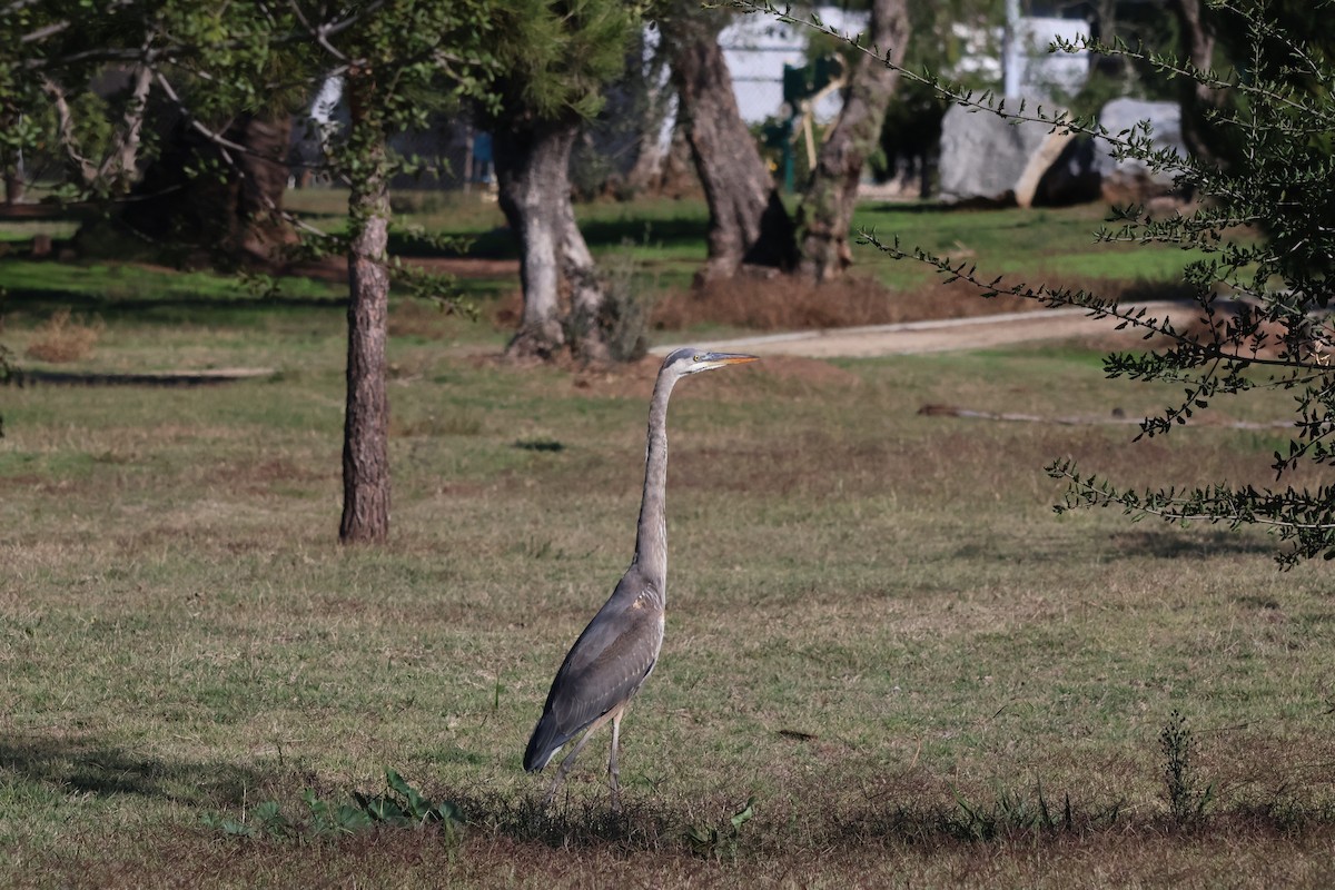 Garza Azulada - ML646276528