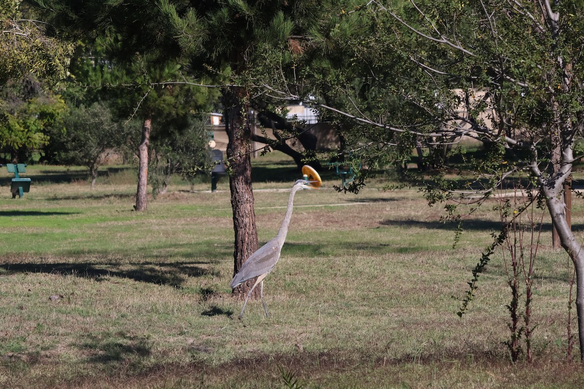 Garza Azulada - ML646276529