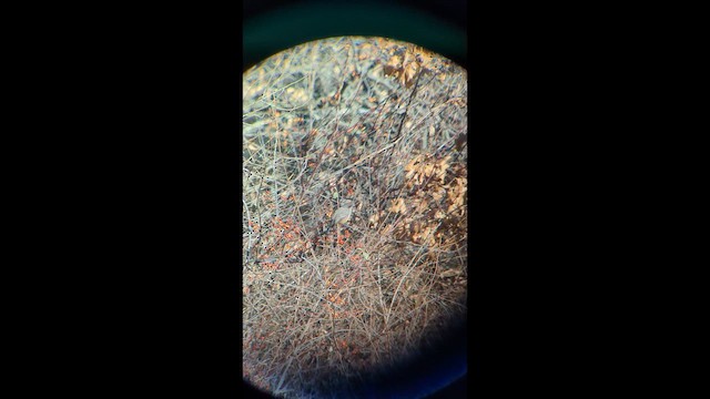 Say's Phoebe - ML646276531