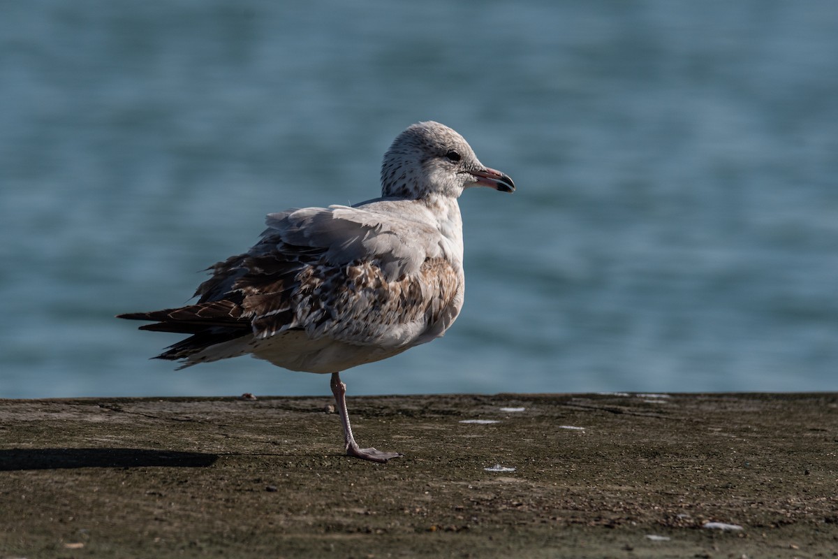 Ring-billed Gull - ML646276544