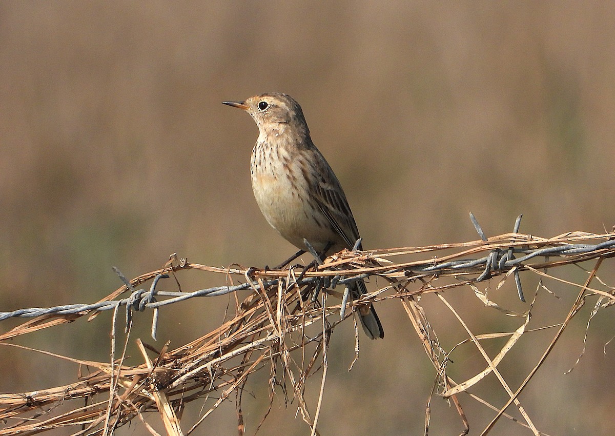 Water Pipit - ML646276545