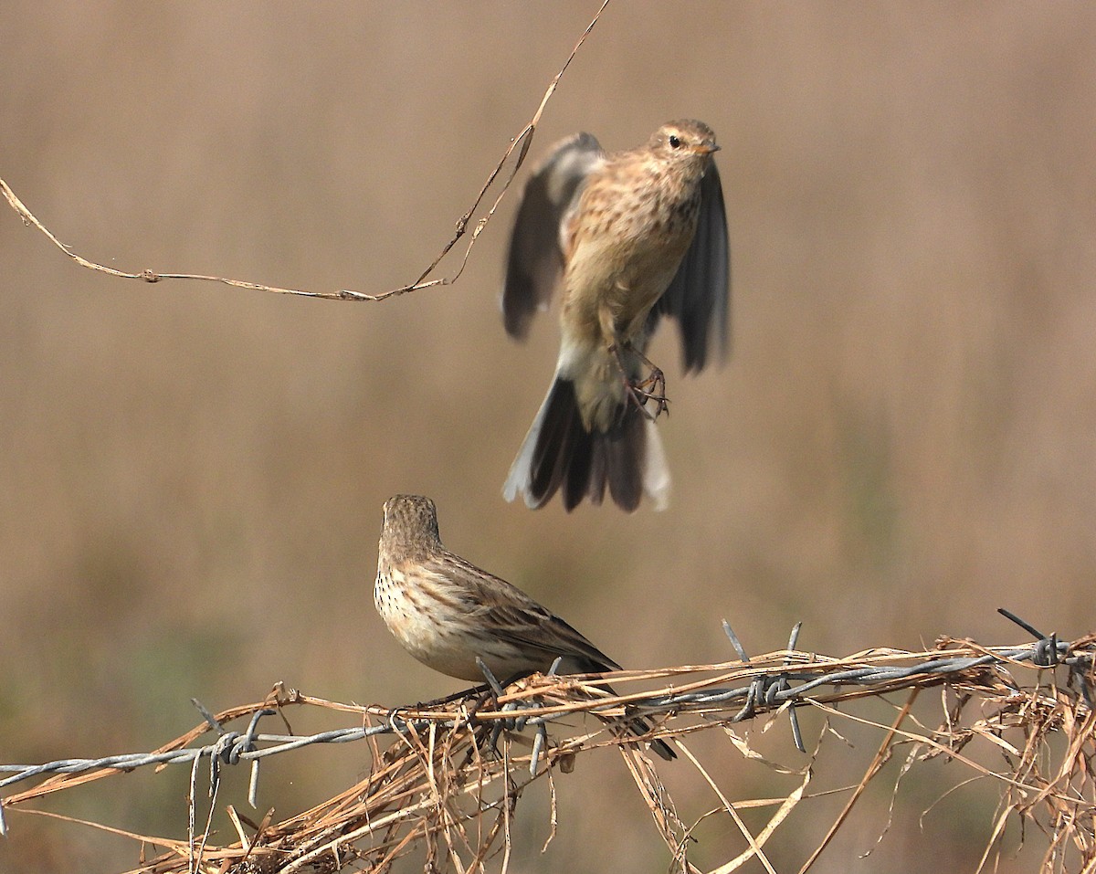 Water Pipit - ML646276546