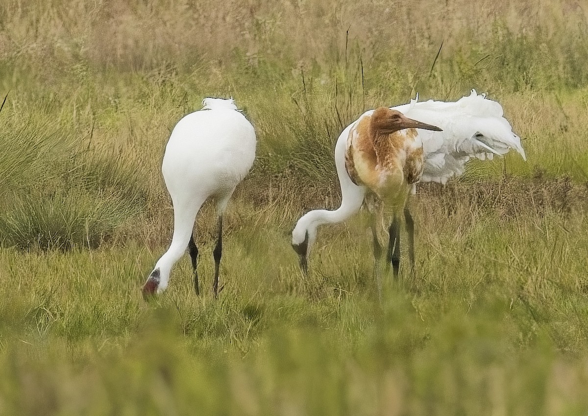 trompettrane - ML646276547