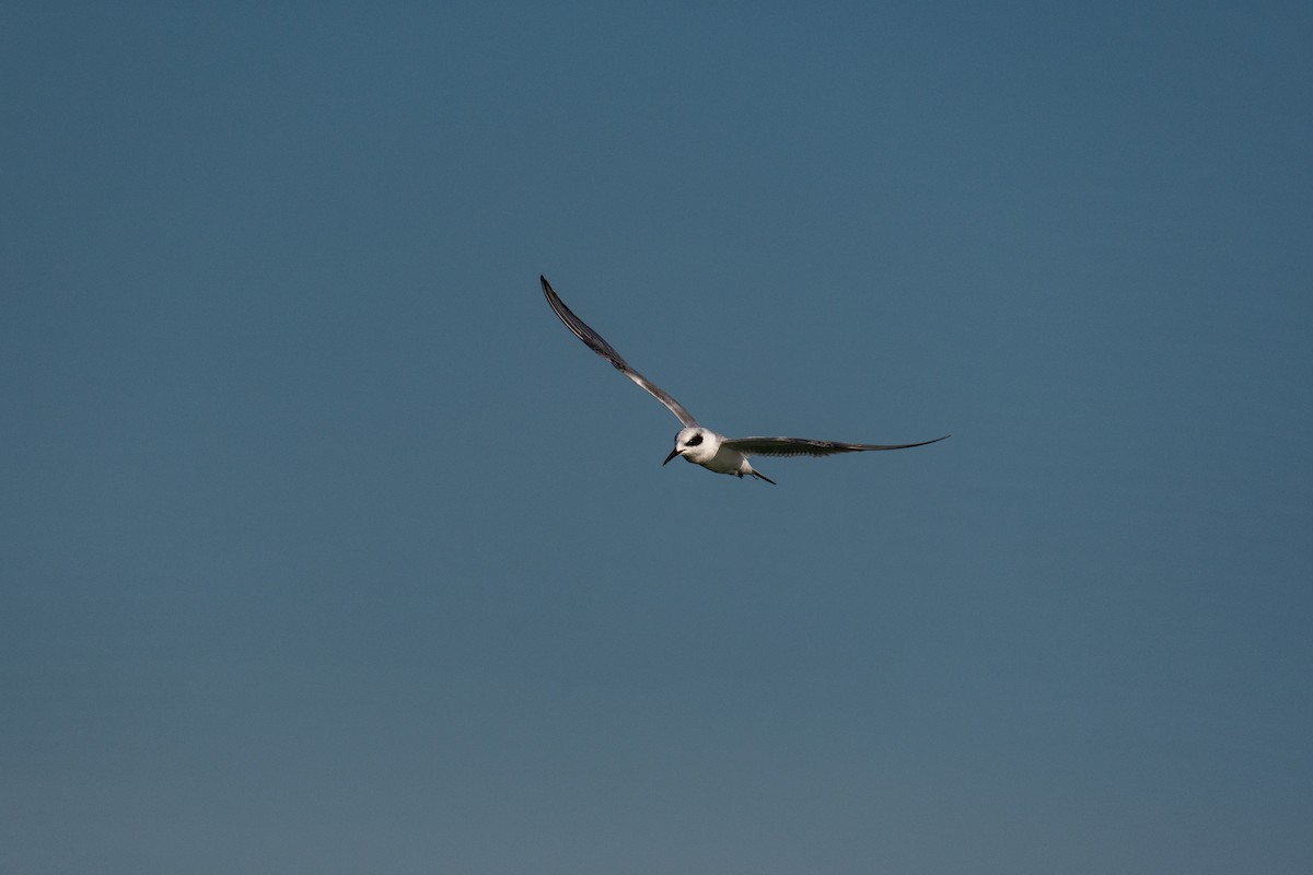 Forster's Tern - ML646276568