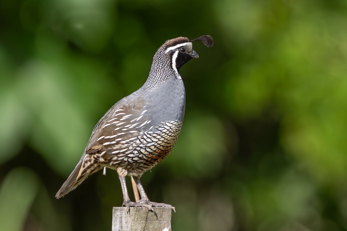 California Quail - ML646276569